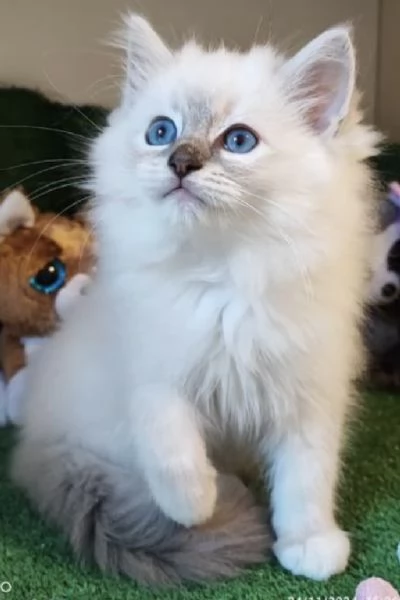 Ragdoll cuccioli con pedigree  | Foto 2