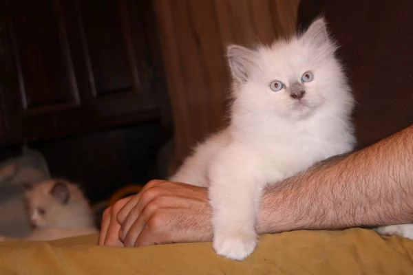 Ragdoll cuccioli con pedigree  | Foto 1