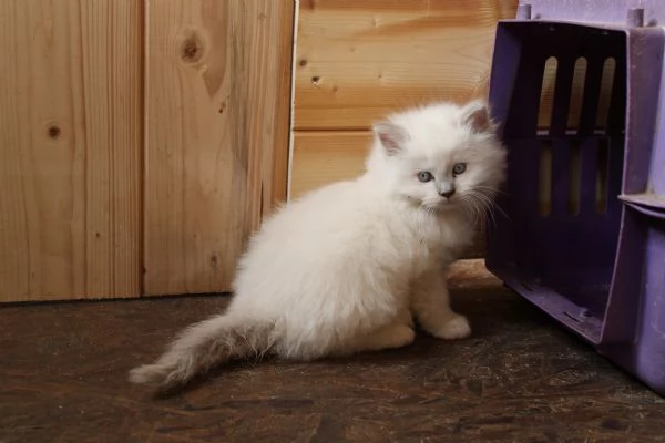 Ragdoll cuccioli con pedigree  | Foto 0