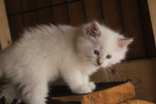 Ragdoll cuccioli con pedigree  | Foto 0