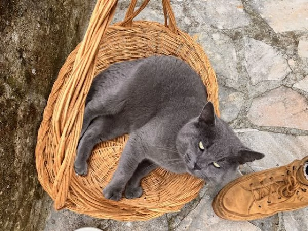 Gatto certosino circa 7 anni che era abbandanato del suo propriatario quando si e trasferito