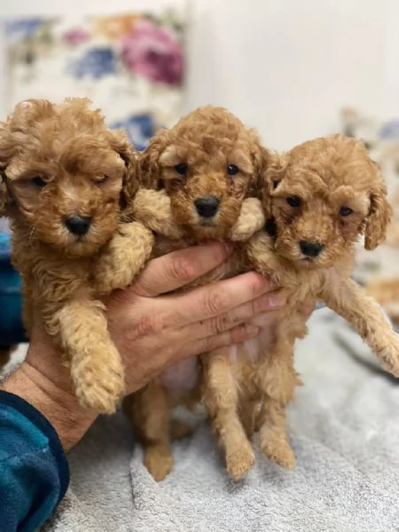 Cuccioli di barboncino toy maschi e femmine