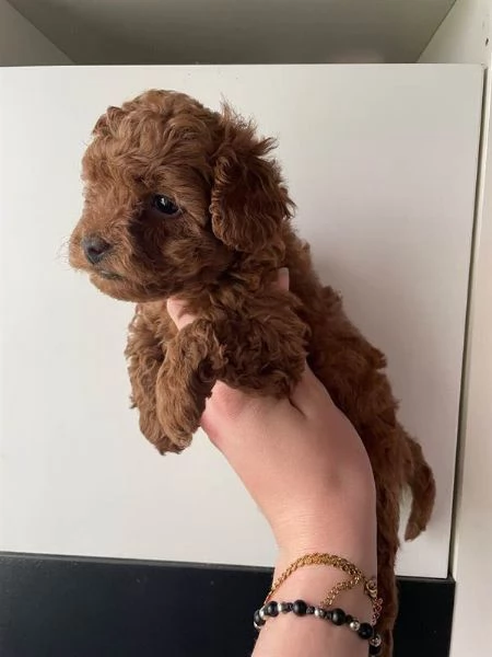 Cuccioli di barboncino toy maschi e femmine | Foto 2