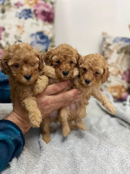 Cuccioli di barboncino toy maschi e femmine | Foto 1
