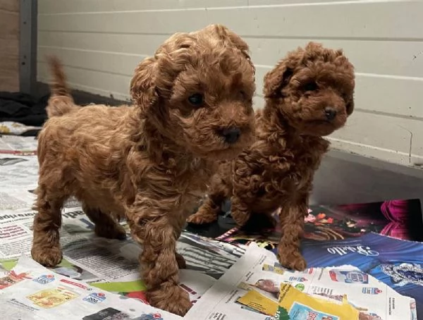 Cuccioli di barboncino toy maschi e femmine | Foto 0