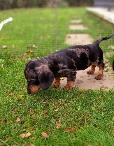 Cuccioli femmine di bassotto maschio e femmina | Foto 0