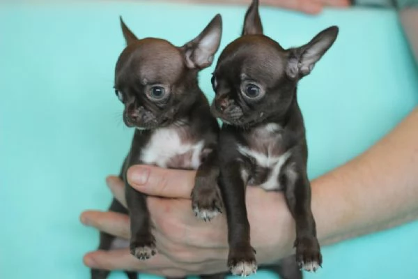 Cuccioli di chihuahua maschi e femmine | Foto 1