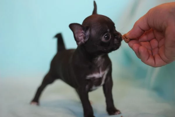 Cuccioli di chihuahua maschi e femmine | Foto 0