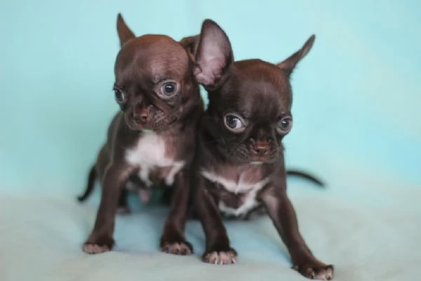 Cuccioli di chihuahua maschi e femmine