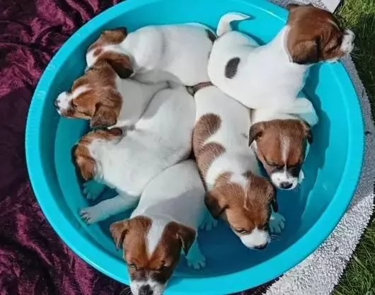 Cuccioli di jack russell maschi e femmine | Foto 1