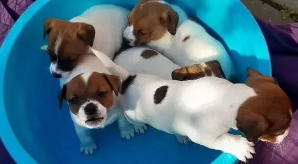 Cuccioli di jack russell maschi e femmine | Foto 0