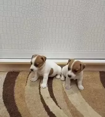 Cuccioli di jack russell maschi e femmine