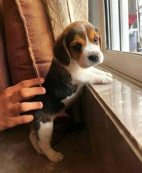 Cuccioli maschi e femmine di beagle | Foto 2