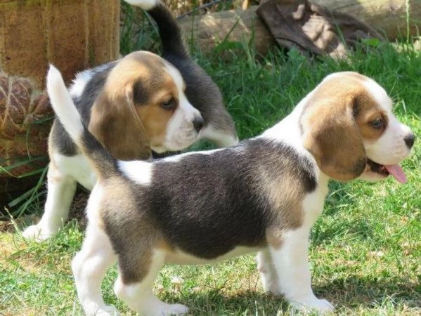 Cuccioli maschi e femmine di beagle