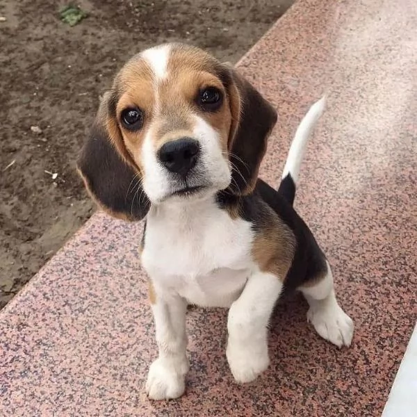 Cuccioli maschi e femmine di beagle | Foto 0