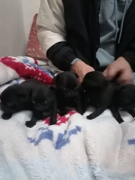 Cuccioli maschi e femmine di carlino