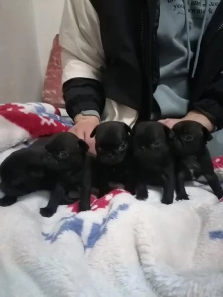 Cuccioli maschi e femmine di carlino | Foto 2
