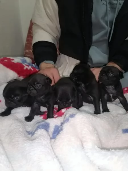 Cuccioli maschi e femmine di carlino | Foto 1
