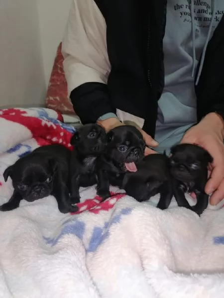 Cuccioli maschi e femmine di carlino | Foto 0