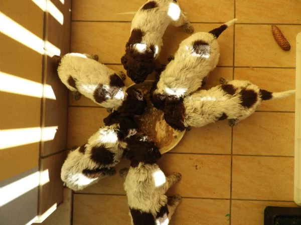 Cuccioli di Lagotto Romagnolo  pedigree  cane per famiglia | Foto 2