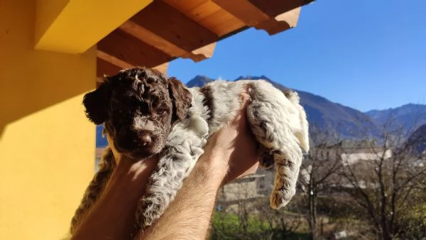 Cuccioli di Lagotto Romagnolo  pedigree  cane per famiglia | Foto 1