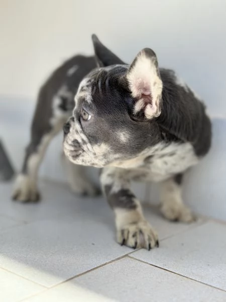 Cucciola Bulldog Francese occhi chiari | Foto 4