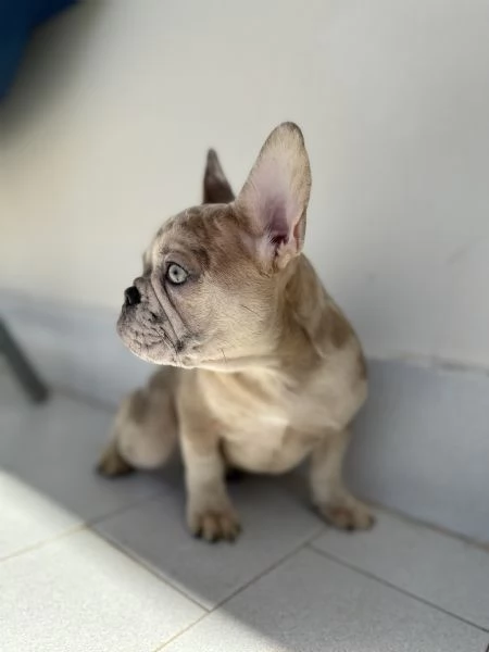 Cucciola Bulldog Francese occhi chiari | Foto 1