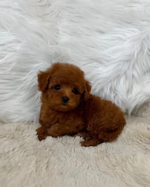 CUCCIOLI DI CANE BARBONCINO TOY