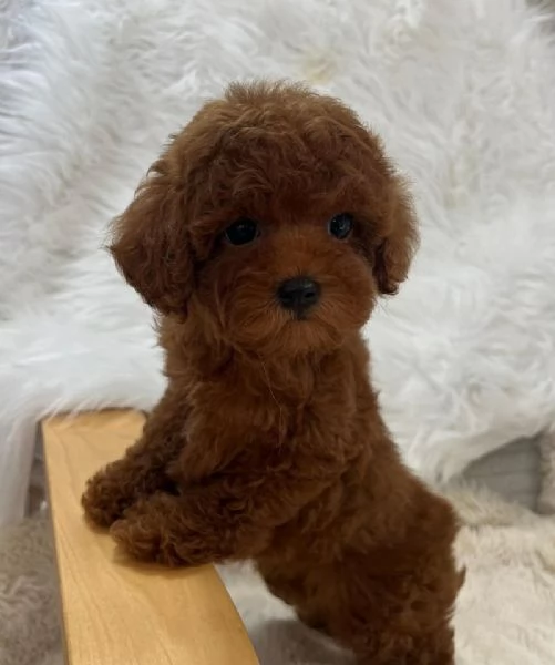 CUCCIOLI DI CANE BARBONCINO TOY | Foto 0