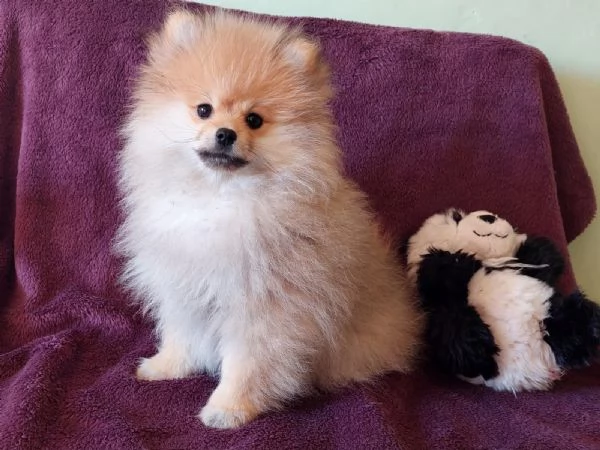 cuccioli di spitz tedesco | Foto 3