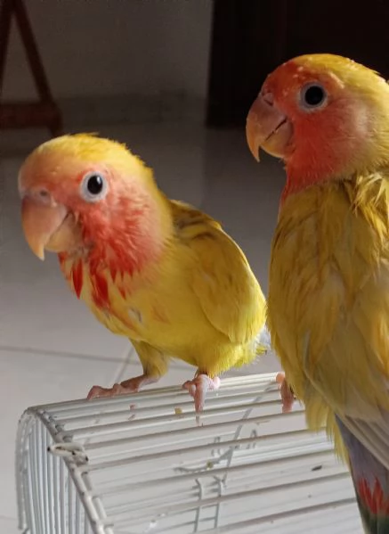Inseparabile allevato a mano | Foto 1