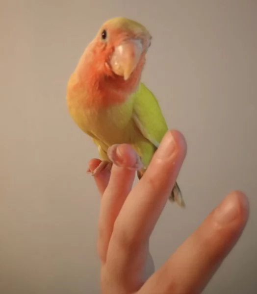 Inseparabile allevato a mano | Foto 0