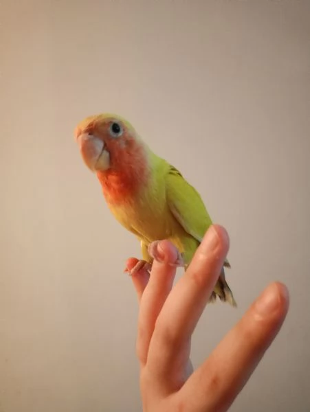 Inseparabile allevato a mano
