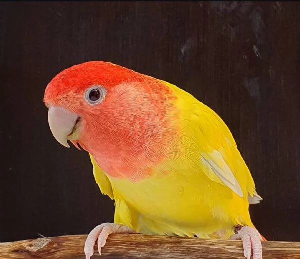 Inseparabile roseicollis femmina maggiorata 