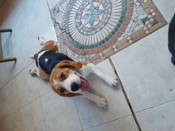 Cuccioli di Beagle con Pedigree ENCI | Foto 5