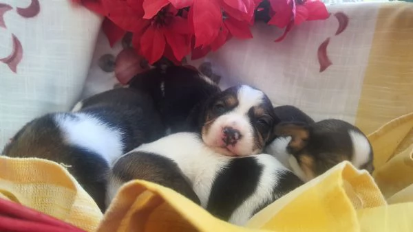 Cuccioli di Beagle con Pedigree ENCI | Foto 4