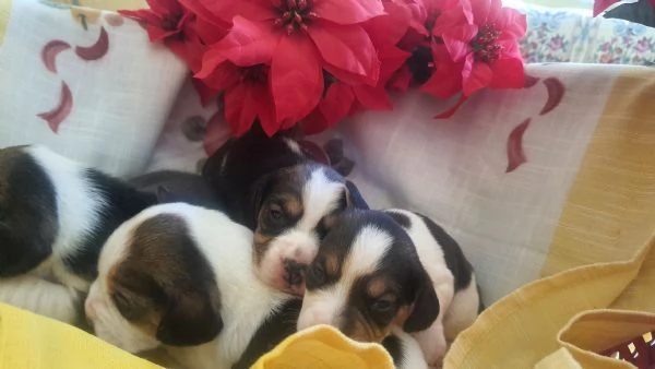 Cuccioli di Beagle con Pedigree ENCI | Foto 2