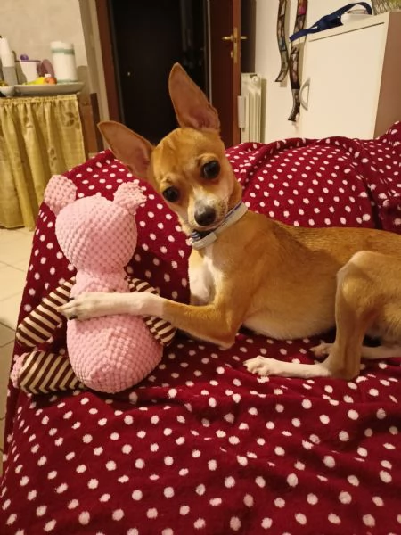 Regalo ChihuahuaPinscher 