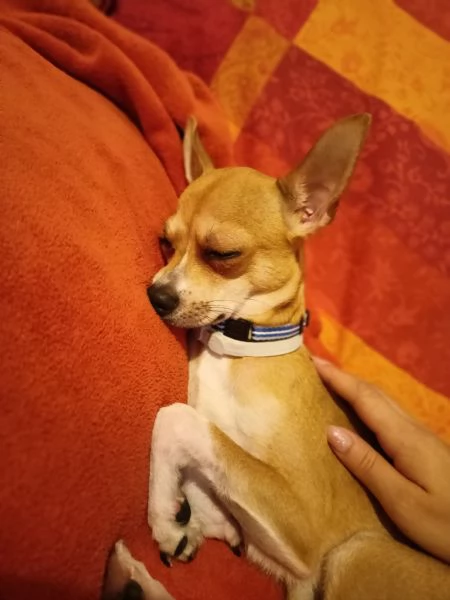 Regalo ChihuahuaPinscher  | Foto 0