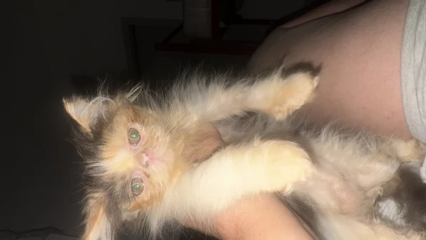 Gattini persiani | Foto 3