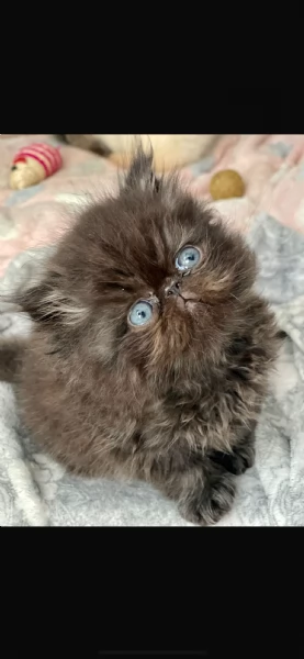 Gattini persiani | Foto 1