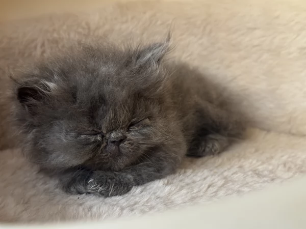 Gattini persiani | Foto 0