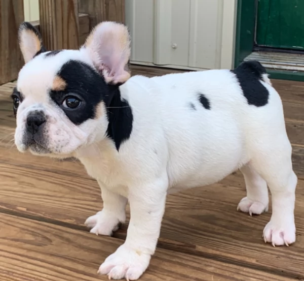 Adorabili cuccioli di Bulldog francese | Foto 0