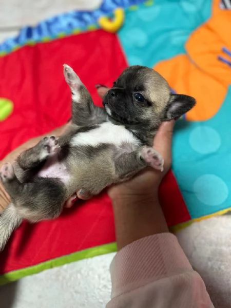 Cuccioli di Chihuahua  | Foto 0