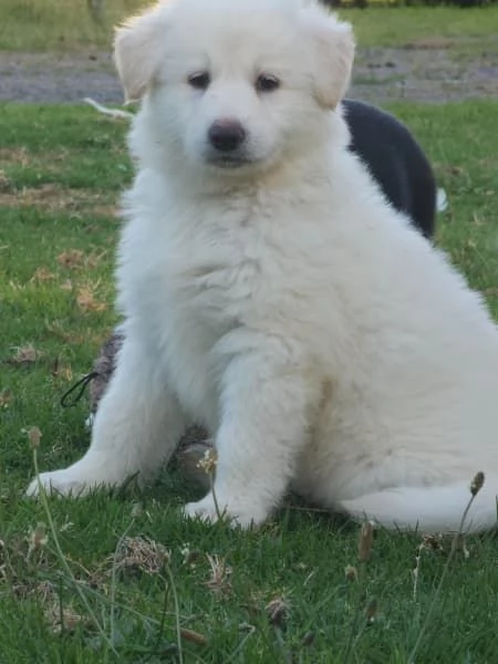 Cuccioli di pastore tedesco | Foto 6