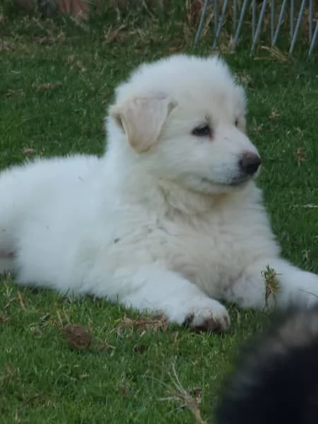 Cuccioli di pastore tedesco | Foto 4