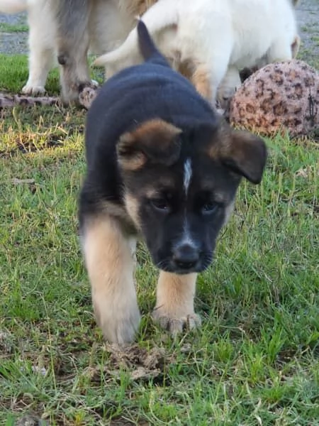 Cuccioli di pastore tedesco | Foto 3