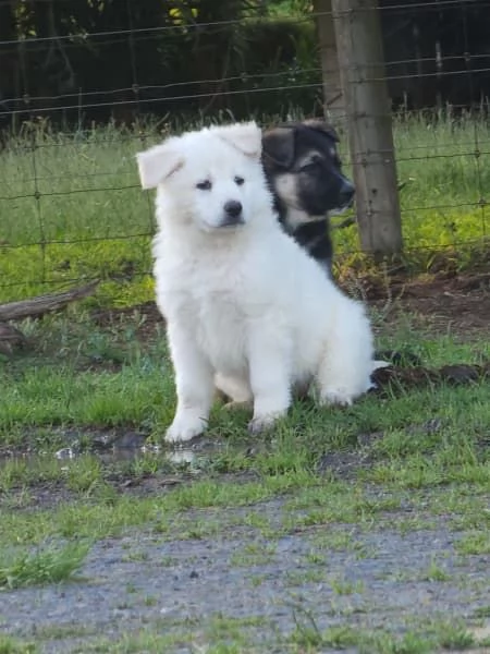 Cuccioli di pastore tedesco | Foto 2