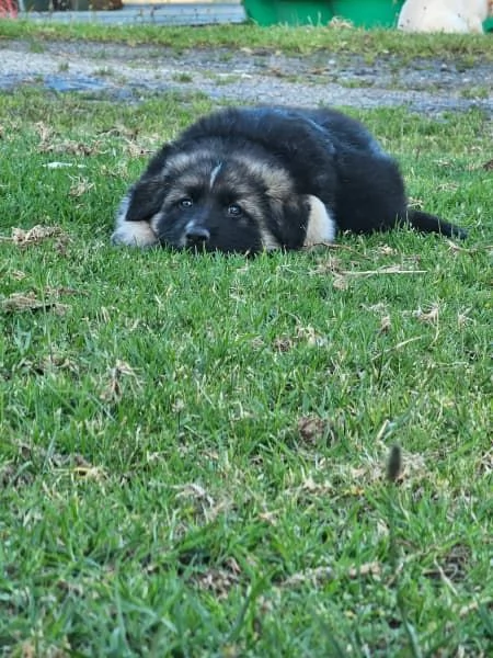 Cuccioli di pastore tedesco | Foto 1
