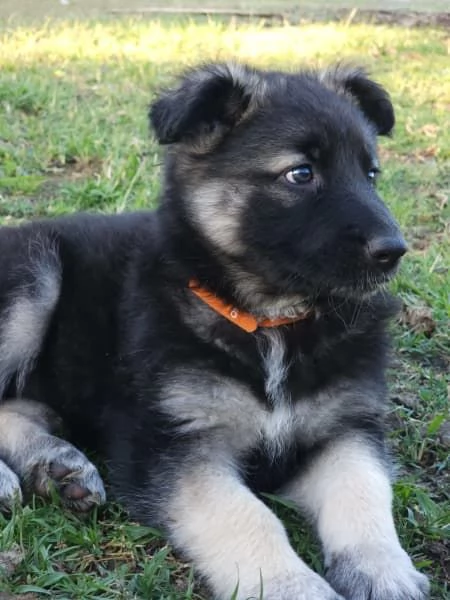 Cuccioli di pastore tedesco | Foto 0